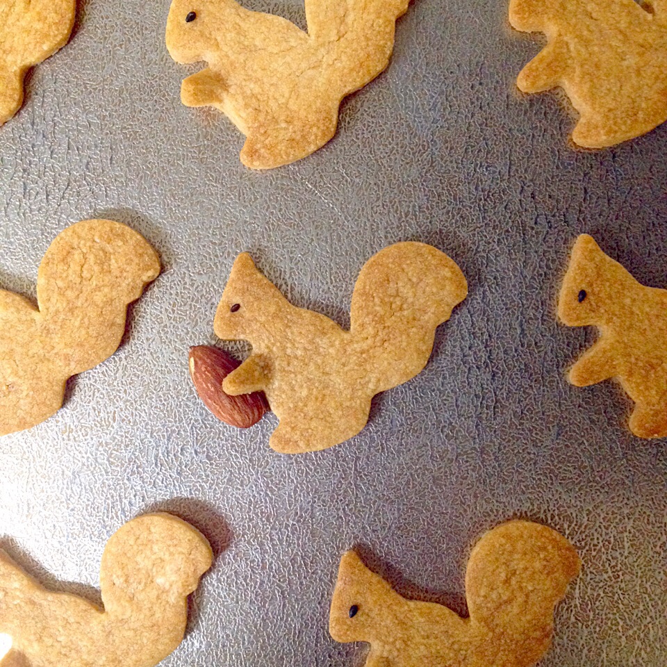 squirrel biscuit