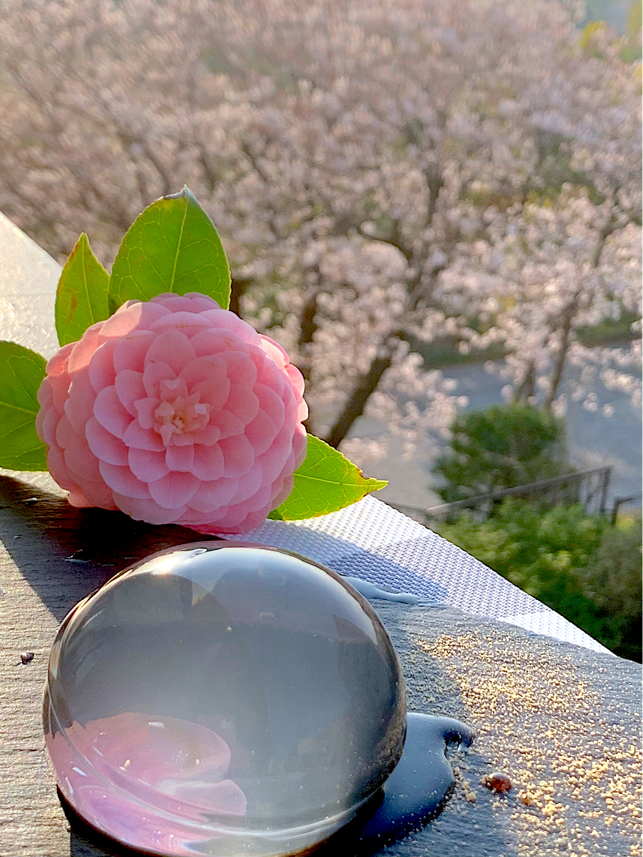 マリンさんの料満開の桜の中で🌸水信玄餅