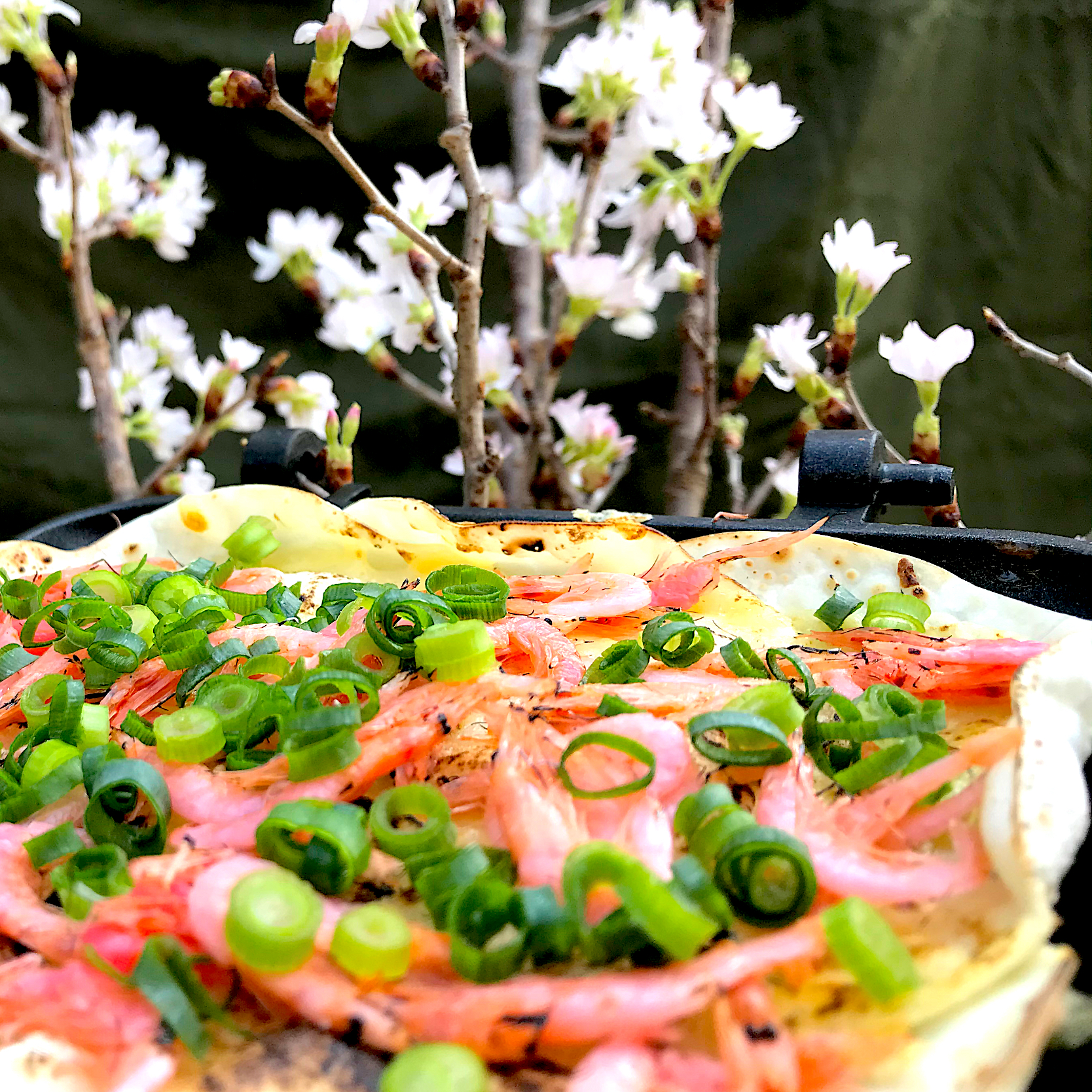 お花見🌸庭キャン🏕ホットサンドメーカーで餃子の皮を使った桜エビの餅ピザ