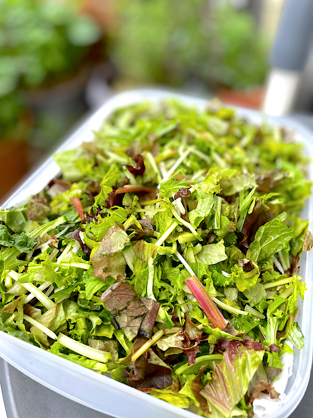 朝活　葉物野菜のちっちゃ切りストック