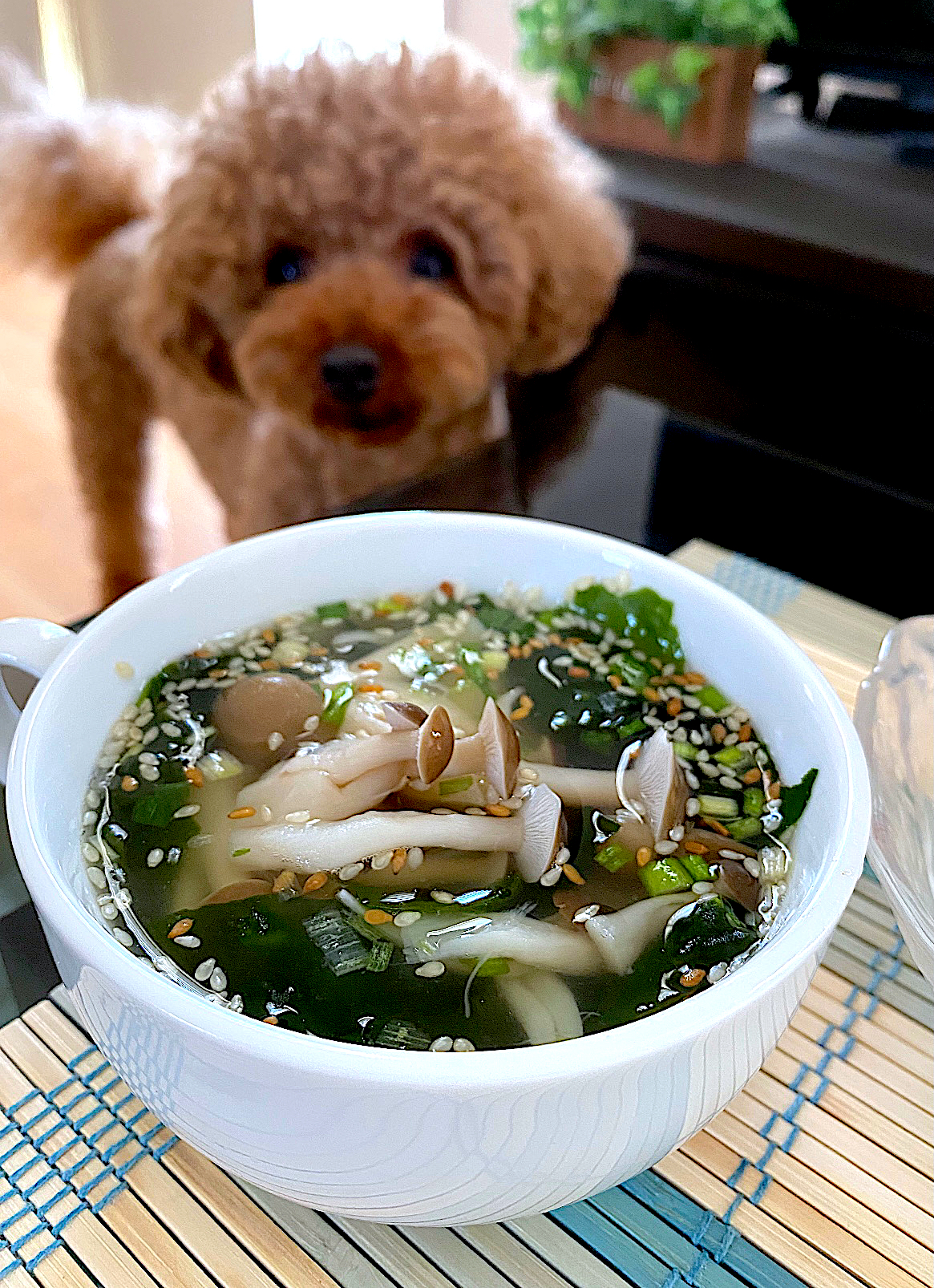 ゆかりさんの料理 キノコのスープ🍄