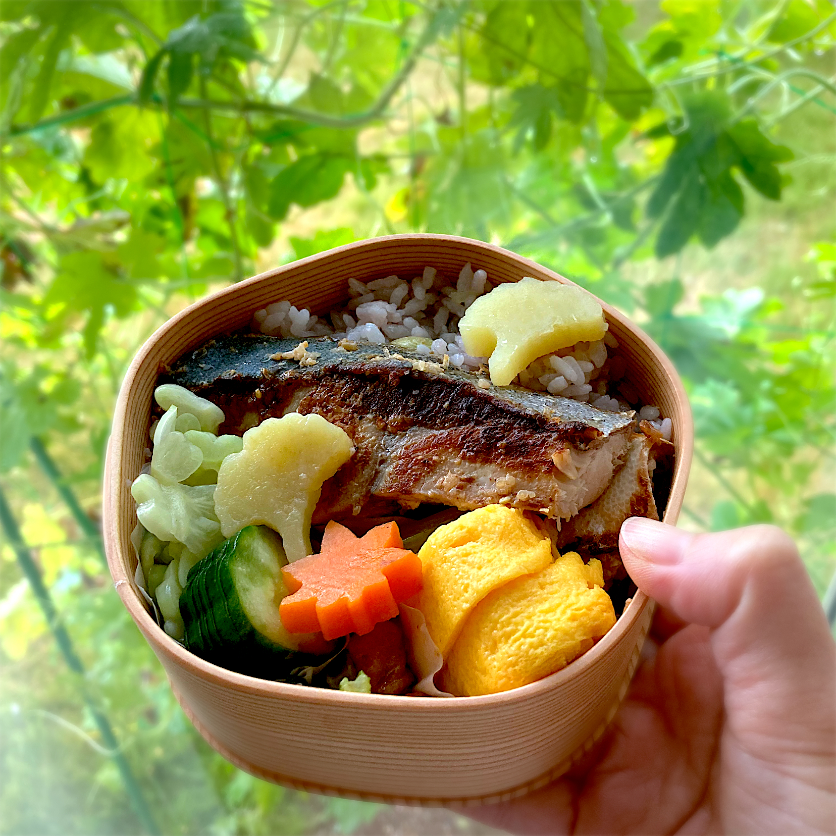 今日のお弁当　塩糀漬け鰤