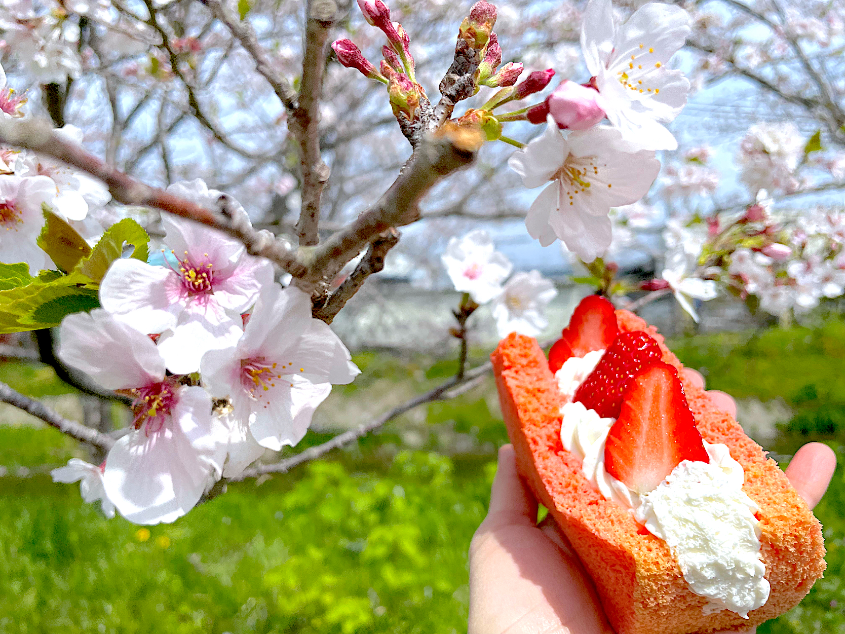 お花見