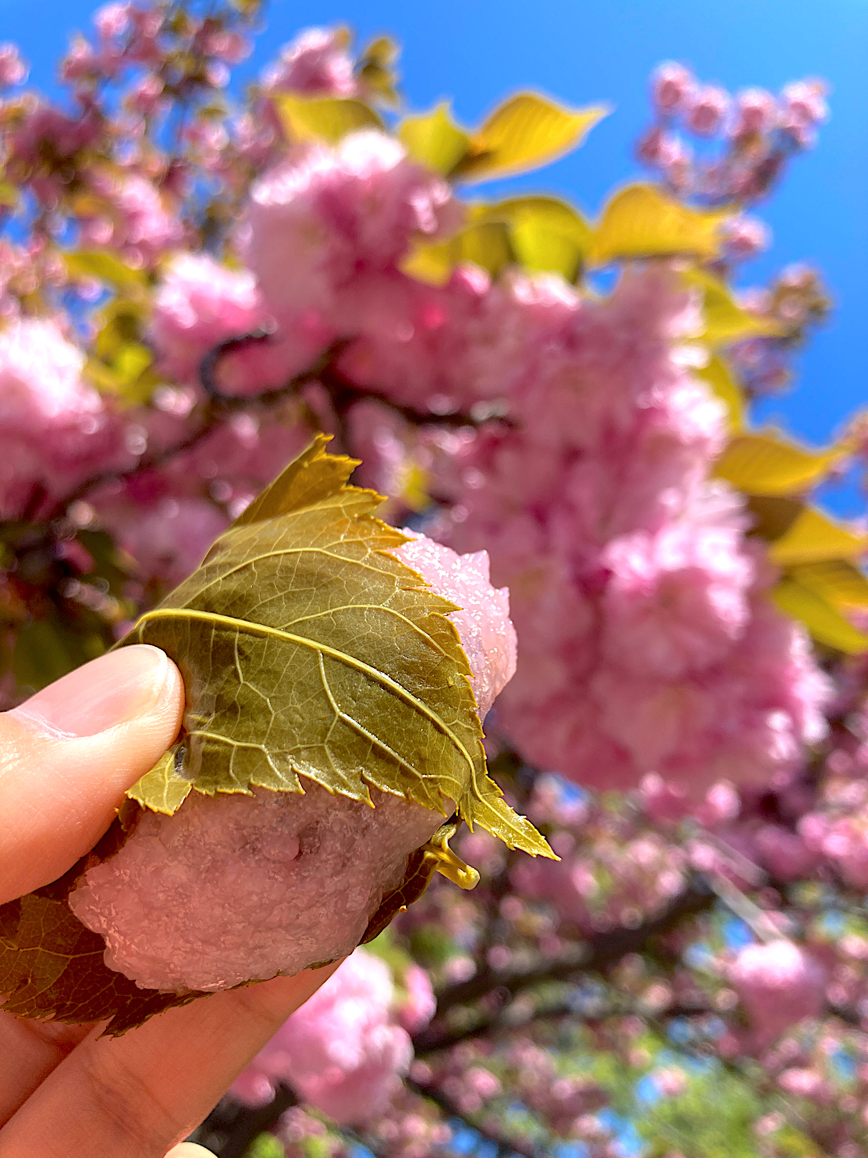 ＊桜餅🌸そっくりなお花見🌸＊