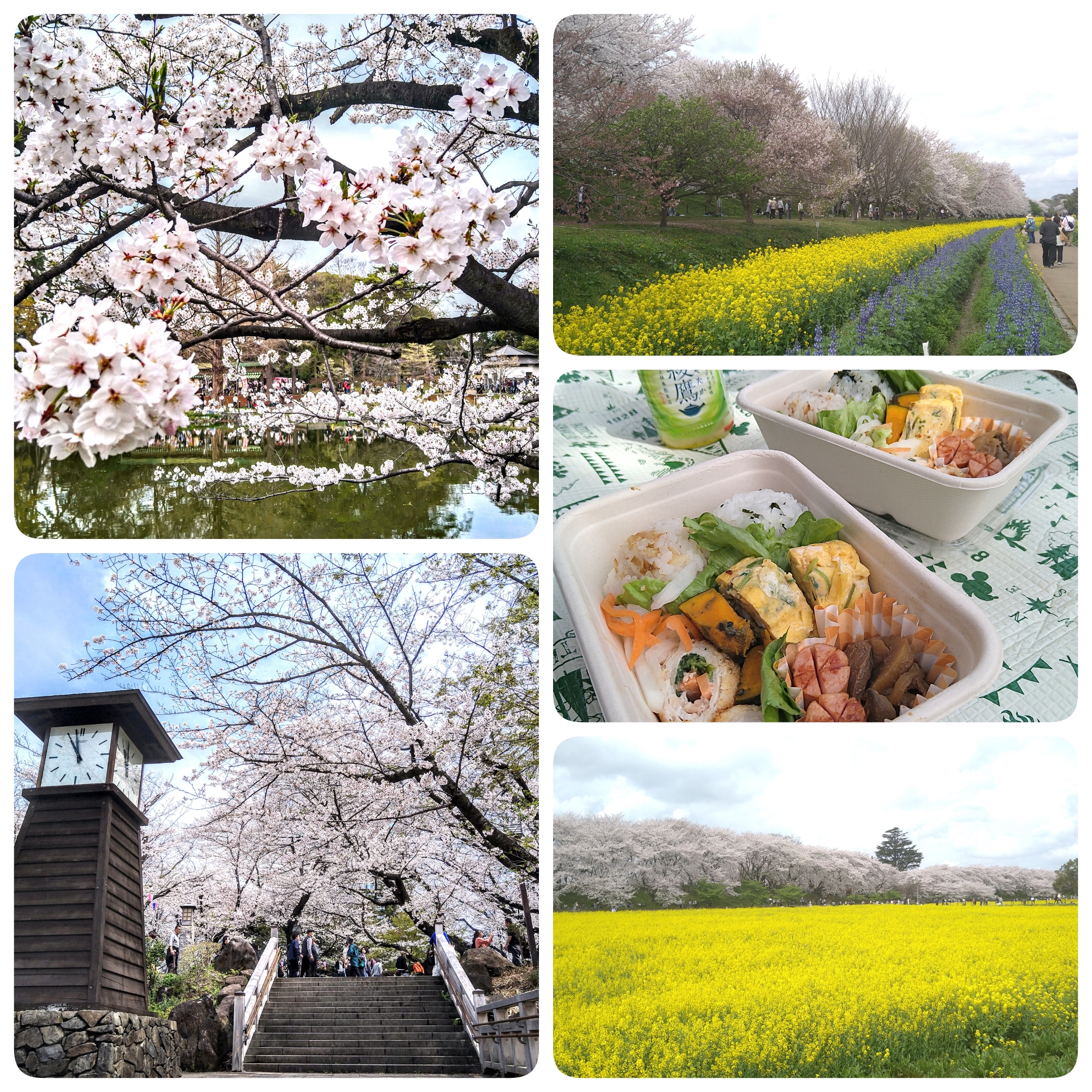 お花見🌸
行って来ました🍱🥢